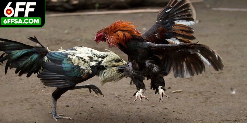 Đá gà Campuchia là một trong những hình thức giải trí cá cược lâu đời