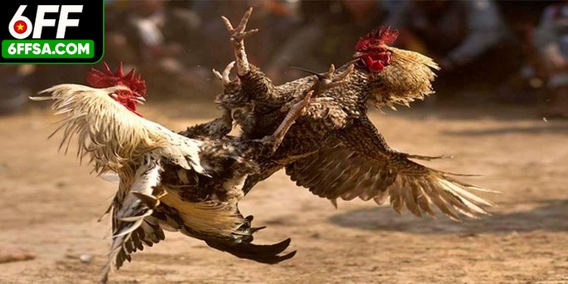 Đá gà Campuchia thành viên được theo dõi trực tiếp mọi lúc