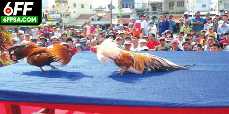 Đá gà Philippines là bộ môn hấp dẫn, hợp pháp tại đất nước cùng tên