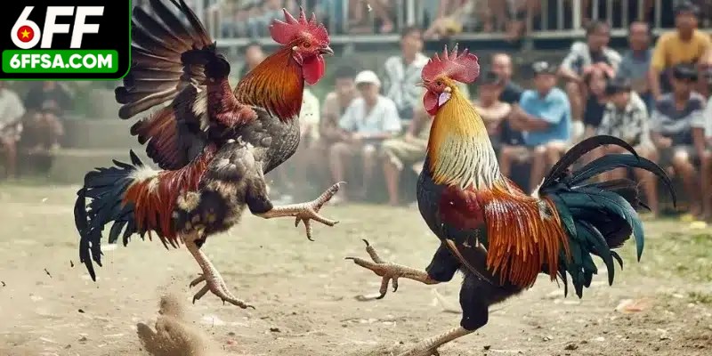 Hãy đảm bảo bạn vào đúng liên kết để chơi trực tiếp đá gà thành công